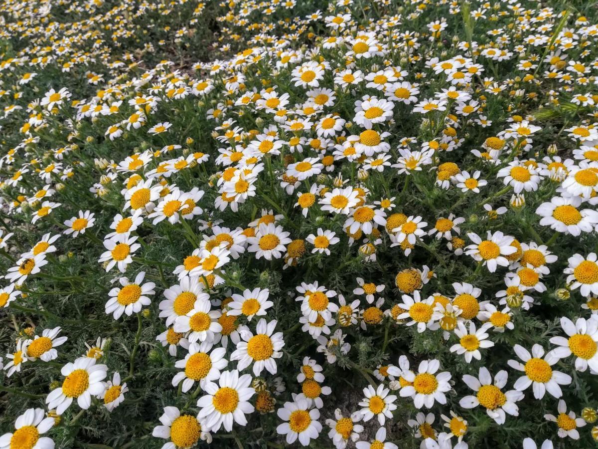 Lo Cel De Tolo Konuk evi Dış mekan fotoğraf